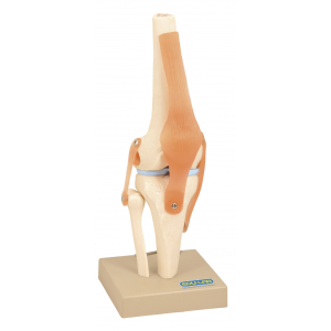 Human Knee Joint - on base